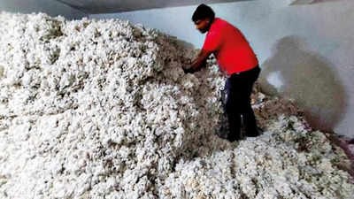 Farmers-in-Maharashtra-are-expressing-their-inability-to-sell-cotton-due-to-the-downward-spiral-of-prices